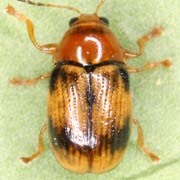 Cryptocephalus pusillus (2.5–3 mm)