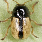 Cryptocephalus pygmaeus (2–3.5 mm)