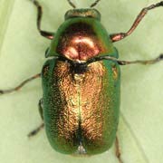 Cryptocephalus sericeus (6–8 mm)