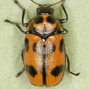 Cryptocephalus sexpunctatus (4.5–6.5 mm)
