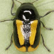 Cryptocephalus vittatus (3–4.5 mm)