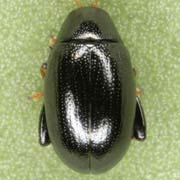 Dibolia foersteri (2.7–3.2 mm)