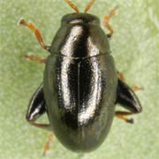 Dibolia rugulosa (2.6–3.2 mm)