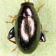 Dibolia timida (2.8–3.2 mm)