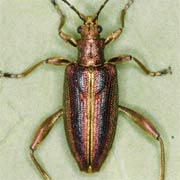 Donacia aquatica (6–10 mm)