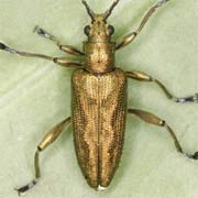 Donacia bicolor (8.5–11 mm)