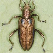 Donacia marginata (8–11 mm)