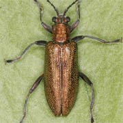 Donacia simplex (7–8 mm)