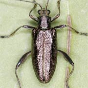 Donacia sparganii (7–8 mm)