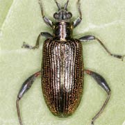 Donacia versicolorea (5.5–10 mm)