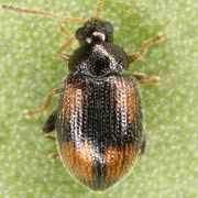 Epitrix atropae (1.5–2 mm)