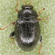 Epitrix pubescens (1.5–2 mm)