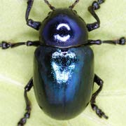 Eumolpus asclepiadeus (8–10 mm)