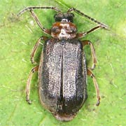 Galerucella nymphaeae (6–8 mm)