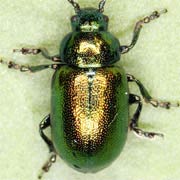 Gastrophysa viridula (4–6 mm)