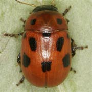 Gonioctena fornicata (5–7 mm)