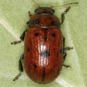 Gonioctena quinquepunctata (4.5–8 mm)