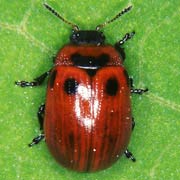 Gonioctena viminalis (5.5–7 mm)