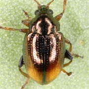 Hippuriphila modeeri (2–2.5 mm)
