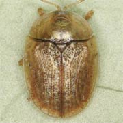 Hypocassida subferruginea (4.5–6 mm)