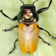 Labidostomis lucida (6–8 mm)