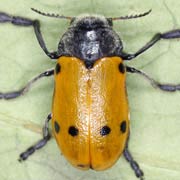 Lachnaia sexpunctata (9–13 mm)