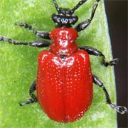 Lilioceris lilii (6–8 mm)