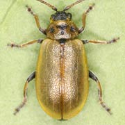 Lochmaea capreae (4–6 mm)