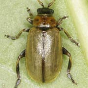 Lochmaea suturalis (5–6 mm)