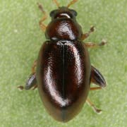 Longitarsus brunneus (1.8–2.5 mm)