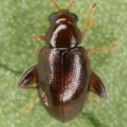 Longitarsus celticus (1–1.5 mm)