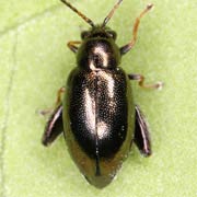 Longitarsus echii (2.5–4 mm)