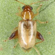 Longitarsus exoletus (2.3–3.2 mm)