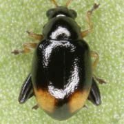 Longitarsus holsaticus (1.5–2 mm)