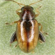 Longitarsus luridus (1.5–2.2 mm)
