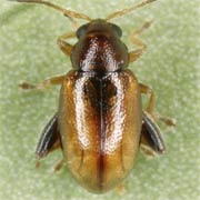 1.5 - 2.2 mm