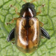 Longitarsus lycopi (1.5–2 mm)