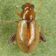 Longitarsus membranaceus (1.6–1.8 mm)