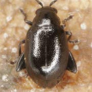 Longitarsus nigerrimus (1.5–2.3 mm)