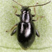 Longitarsus pinguis (1.8–2.5 mm)