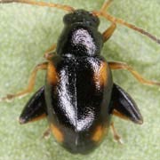 Longitarsus quadriguttatus (2–3 mm)