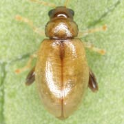 Longitarsus rubiginosus (1.8–2.7 mm)