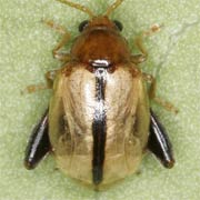 Longitarsus tabidus (3–4 mm)