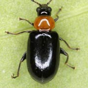Luperomorpha xanthodera (2.8–4 mm)