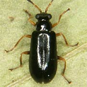 Luperus longicornis (4–5 mm)