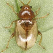 Lythraria salicariae (1.8–2.3 mm)