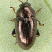 Mantura chrysanthemi (1.8–2.5 mm)