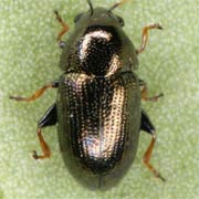 Mantura mathewsi (1.6–2.3 mm)