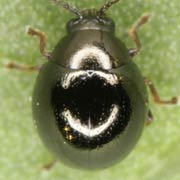 Mniophila muscorum (1–1.5 mm)