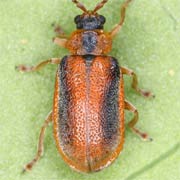 Neogalerucella calmariensis (3.6–5.6 mm)